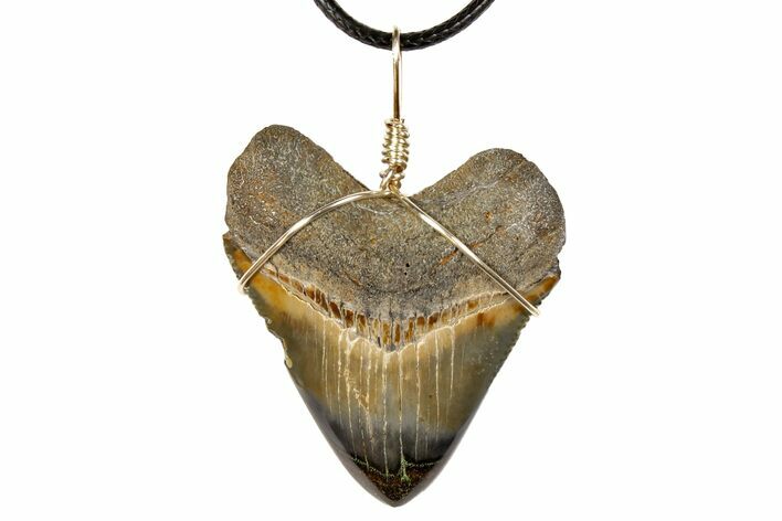Fossil Megalodon Tooth Necklace #130929